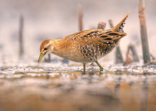 Close-up side view of a wild Baillon's crake (Porzana pusilla) foraging in a shallow, reedy wetland habitat, Australia