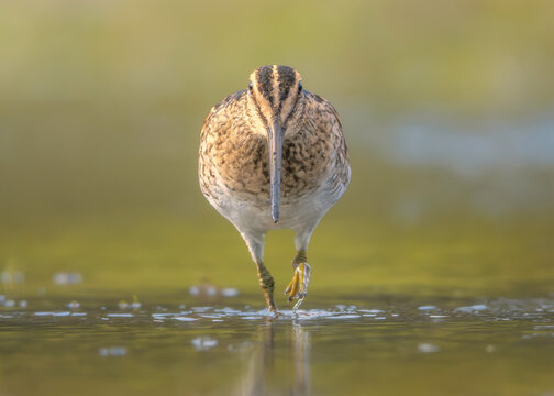 Close-up of a wild Latham's snipe (Gallinago hardwickii) walking in a wetland, Australia