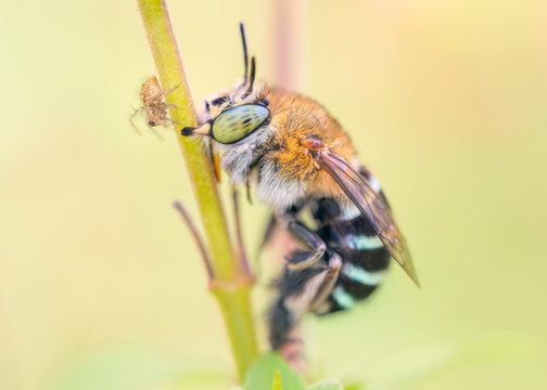 Close-up side view of a female blue-banded bee (Amegilla sp.) gripping a plant with its mandibles and a curious tiny spider sharing the stem, Australia