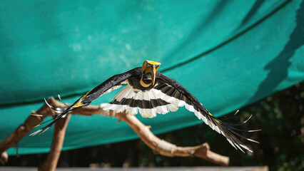 A great hornbill bird in flying action scene. Animal portrait in action photo. © Nattawit