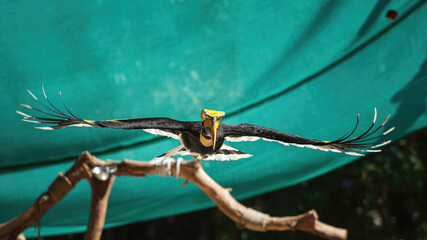 A great hornbill bird in flying action scene. Animal portrait in action photo. © Nattawit