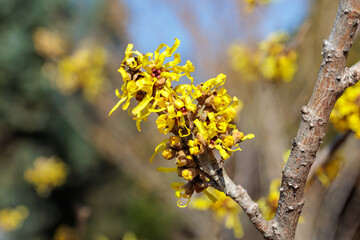 Close-up of hamamelis intermedia &rsquo;Angelly&rsquo; with yellow flowers that bloom in early spring.