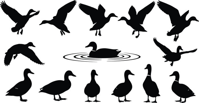 =Black duck silhouette collection, flying and swimming waterfowl vector set, wild mallard icons for hunting sports and nature wildlife graphics, (20 words)
