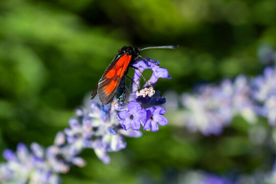 Six-spot Burnet Moth (Zygaena) on Purple Lavender Flower