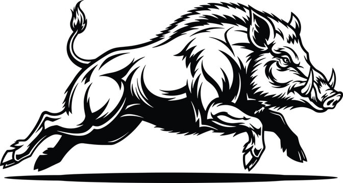 Charging wild boar vector illustration, aggressive forest hog jumping, powerful razorback mascot for hunting logo, black and white wood hog art, (20 words)
