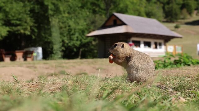 Ground squirrel eats carrots in the meadow.