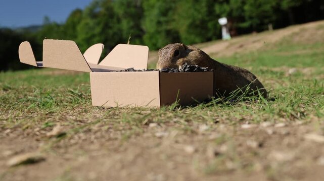 Ground squirrel enjoying a box of sunflowers.The place is located between the villages of Muran and Predna hora, Slovakia.
