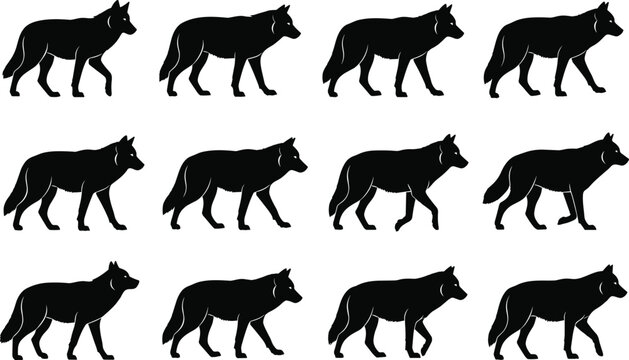 Wolf walking silhouette sequence, animal gait illustration, wildlife motion study