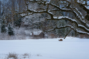 snow covered tree in winter
