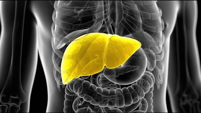 3d render of human liver highlighted in a translucent body anatomy, suitable for medical education, health research, scientific illustration, and biology study.