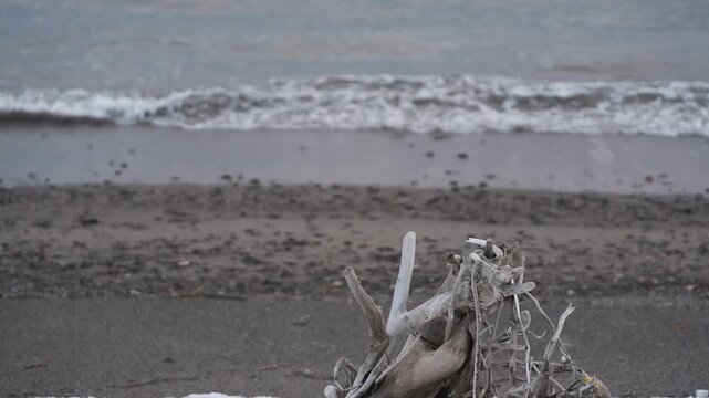 波打ち際の雪原と流木