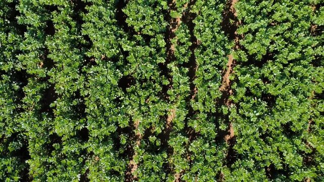 Vertical drone top-down rising shot of faba bean rows, agricultural geometry.