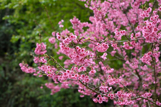Beautiful wild Himalayan cherry flower (Prunus cerasoides) in Thailand.