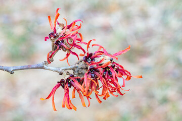 Close-up of the red flowers of witch hazel, Diane, blooming in early spring.