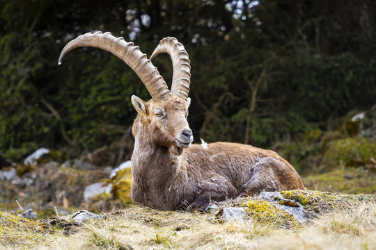 View of a majestic alpine ibex, with its impressive curved horns, rests serenely against a backdrop of lush greenery, Frohnleiten, Styria, Austria.