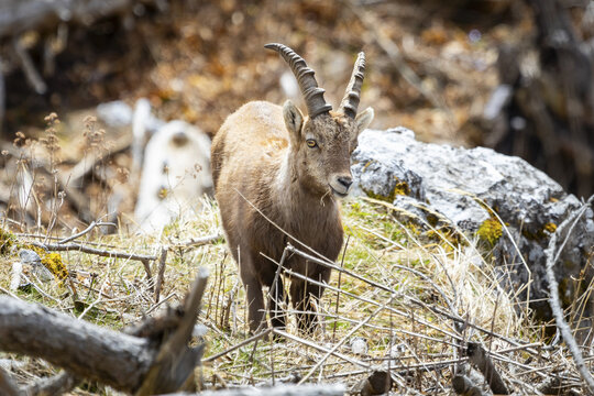 View of an alpine ibex stares out from a rugged terrain, its horns a stark contrast against the soft fur, Frohnleiten, Styria, Austria.