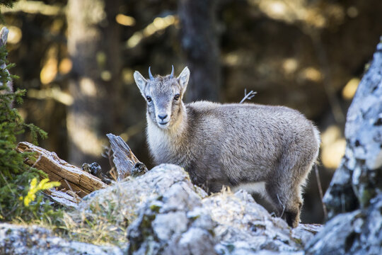 View of a majestic young alpine ibex standing amongst the rocks and trees, its coat blending with the rugged terrain, Frohnleiten, Styria, Austria.