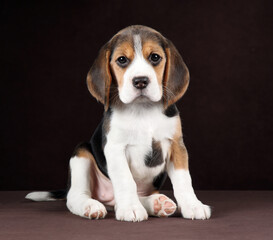 Cute little beagle puppy on brown background
