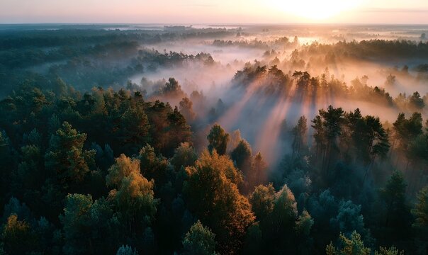 Aerial drone view captures a misty forest landscape at sunrise where golden god rays pierce through fog to illuminate the majestic treetops.
