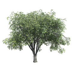 beautiful green elm tree isolated on transparent background, 3D illustration