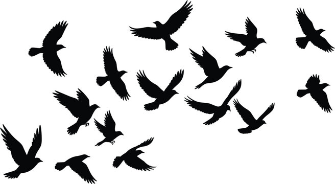 Flying pigeon silhouettes collection with birds in various wing positions, wildlife black vector illustration isolated on white background for nature and freedom concept