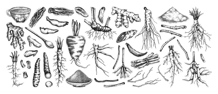 Medicinal roots and herbal ingredients vector illustrations collection. Hand drawn vintage apothecary sketches set. NOT AI generated
