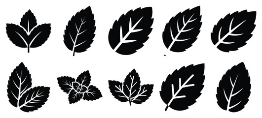 silhouette nature mint leaf drawing icons and set of graphics nature elements © Bipul