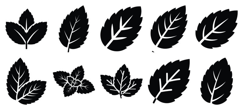 silhouette nature mint leaf drawing icons and set of graphics nature elements