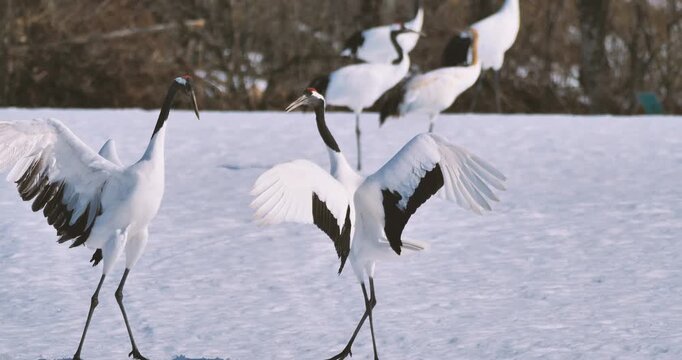 japanese crane or red-crowned crane dancing on snow