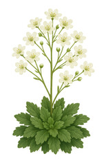 Meadow saxifrage flower botanical illustration with transparent background