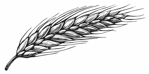 Detailed illustration of a wheat stalk with prominent grain details © Ankan