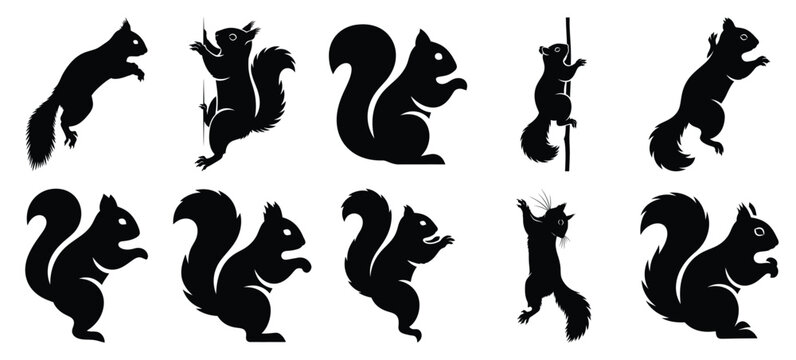 silhouette nature squirrel climb drawing icons and set of graphics nature elements