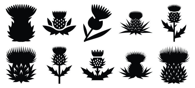 silhouette nature thistle bloom drawing icons and set of graphics nature elements