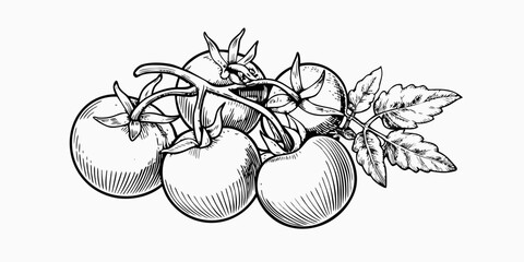 A detailed ink illustration of ripe tomatoes on the vine © Ankan