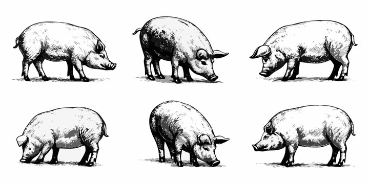 Vintage illustration depicting six pigs in various poses and perspectives