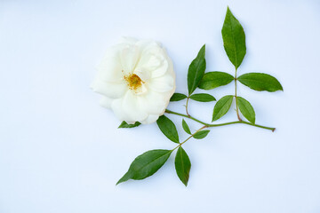Fototapeta premium Elegant white rose with green leafy branch isolated on white background. Minimal floral composition with copy space