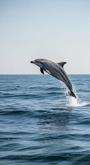 Naklejka premium Dolphin Leaping - A Moment of Oceanic Grace and Freedom.