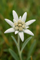Edelweiss flower blooming in natural alpine environment