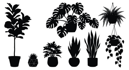 Variety of potted indoor plants displayed in a striking silhouette © MdGolam