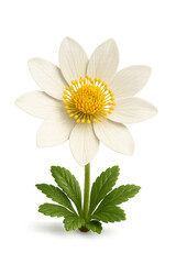White anemone flower blooming transparent background