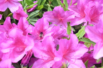 Close-up of a honeybee collecting nectar from vibrant pink azalea flowers in spring © 고하선 kohasun
