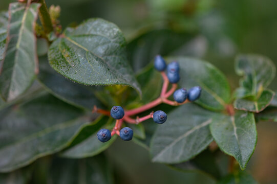 Scarlet Berries of Leatherleaf Viburnum on Wrinkled Glossy Leaves