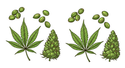 Botanical illustration of cannabis leaves buds and seeds displayed © Santirani