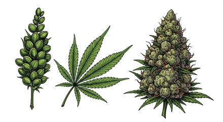 Detailed botanical illustration of cannabis plant parts and flowering buds © SHANTI