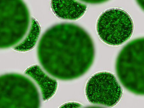 Green cells, microscopic particles. Molecules, molecular cell. Close up of a mirco organism, science and medical element