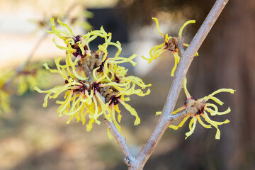 Close-up of the hamamelis intermedia &rsquo;Honoka&rsquo; with yellow flowers that bloom in early spring.