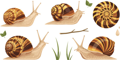 Garden snail vector set with detailed striped shells crawling mollusk characters and nature elements for wildlife biology and eco design. © MstSuborna