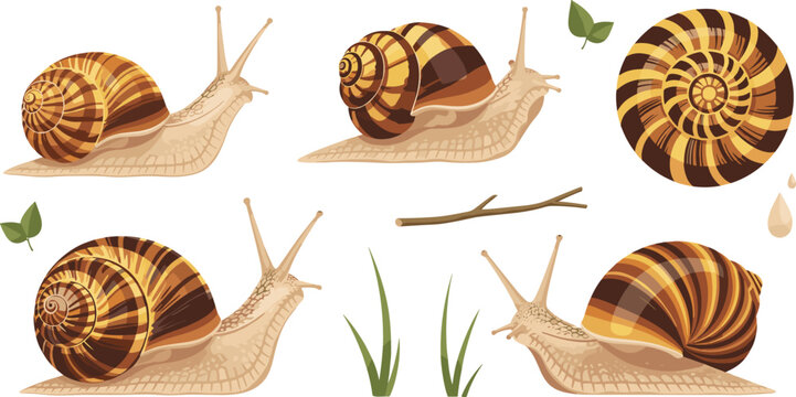 Garden snail vector set with detailed striped shells crawling mollusk characters and nature elements for wildlife biology and eco design.
