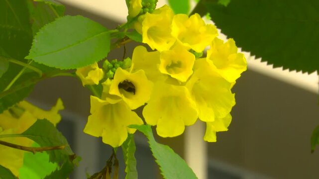 Golden Yellow Bells in Bloom (Tecoma stans)