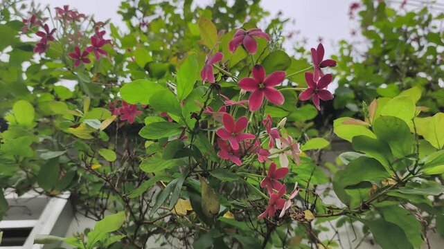Beautiful Rangoon Creeper flowers bloom in the garden. Vibrant red and pink petals hang from green vines. The Combretum indicum plant sways gently in the breeze.